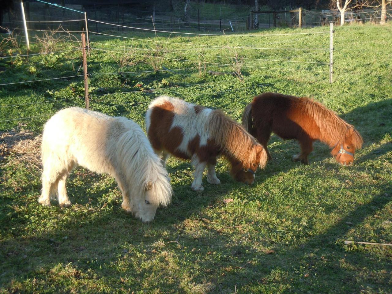 Whispering Spirit Holiday Cottages & Mini Ponies Franklin Exteriör bild
