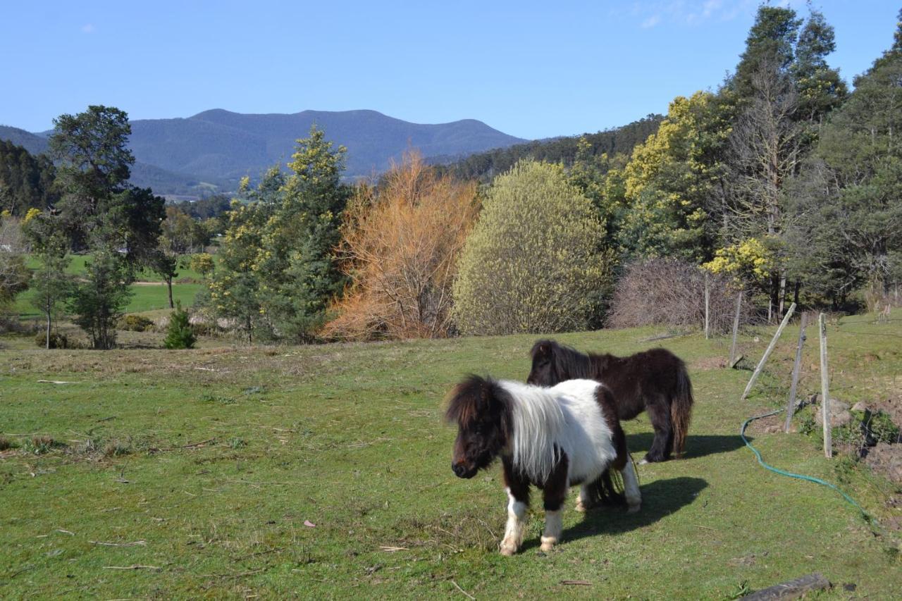 Whispering Spirit Holiday Cottages & Mini Ponies Franklin Exteriör bild